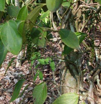 ウサハブディダヤラダ