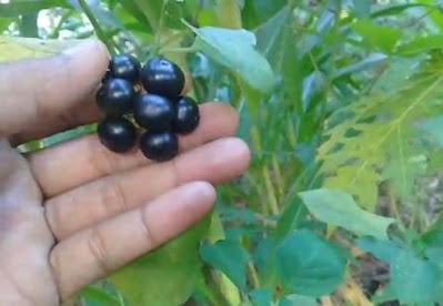 buah leunca untuk bit ブア・ルンカマタン