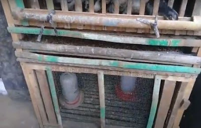 Contoh Kandang Khusus Pembesaran DOC Ayam Kampung Umur 1 Bulan コントカンダンDOCアヤムカンプン